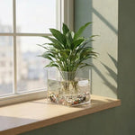vases transparents modernes pots fleurs décoration intérieure plantes poissons graine tulipe cactus.pin 8cm18cm