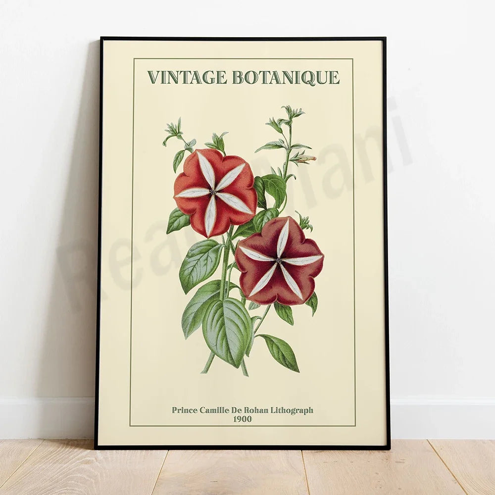 Cette belle image vintage présente deux fleurs rouges et blanches sur une vigne avec des feuilles vertes, accompagnée du titre "Vintage Botanique" et des informations sur l'artiste et la date de l'œuvre.