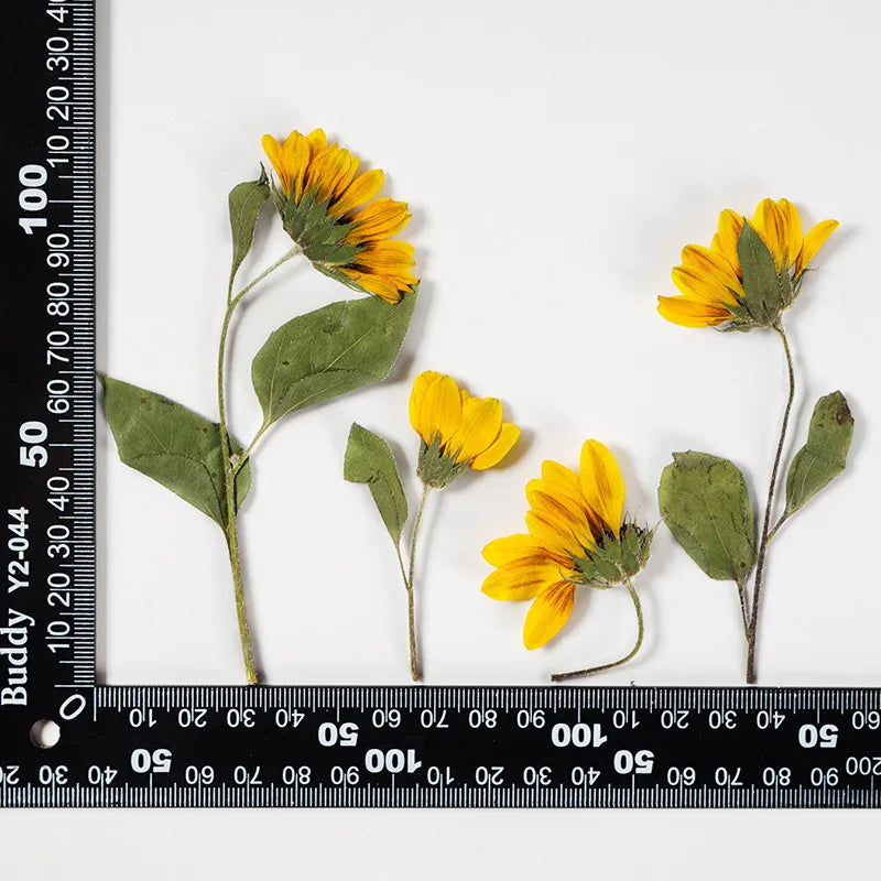 boucles d'oreilles fleurs tournesol jaune vif naturel délicat intérieur artisanat décoration maison eyelets bricolage