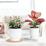 pots fleurs modernes résine blanc rayures verticaux hydroponiques plante verte autoarrosage personnes paresseuses