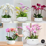 pots orchidées blancs moderne ventilation aération plateaux intérieurs extérieurs