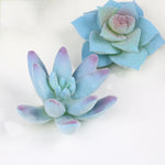 plantes succulentes artificielles décoratives modernes feuilles colorées intérieur extérieur exposé bricolage accessoire jardin réaliste