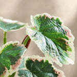 plante artificielle verte feuilles ovales moderne décoration intérieure pot branches naturelles