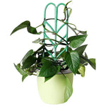 supports plante grimpante treillis feuilles vintage pots verts tiges fixantes aménagement serre