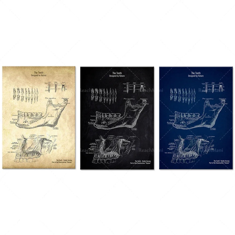 Le schéma des dents sur fond noir et bleu marine représente une illustration détaillée de la structure dentaire humaine.