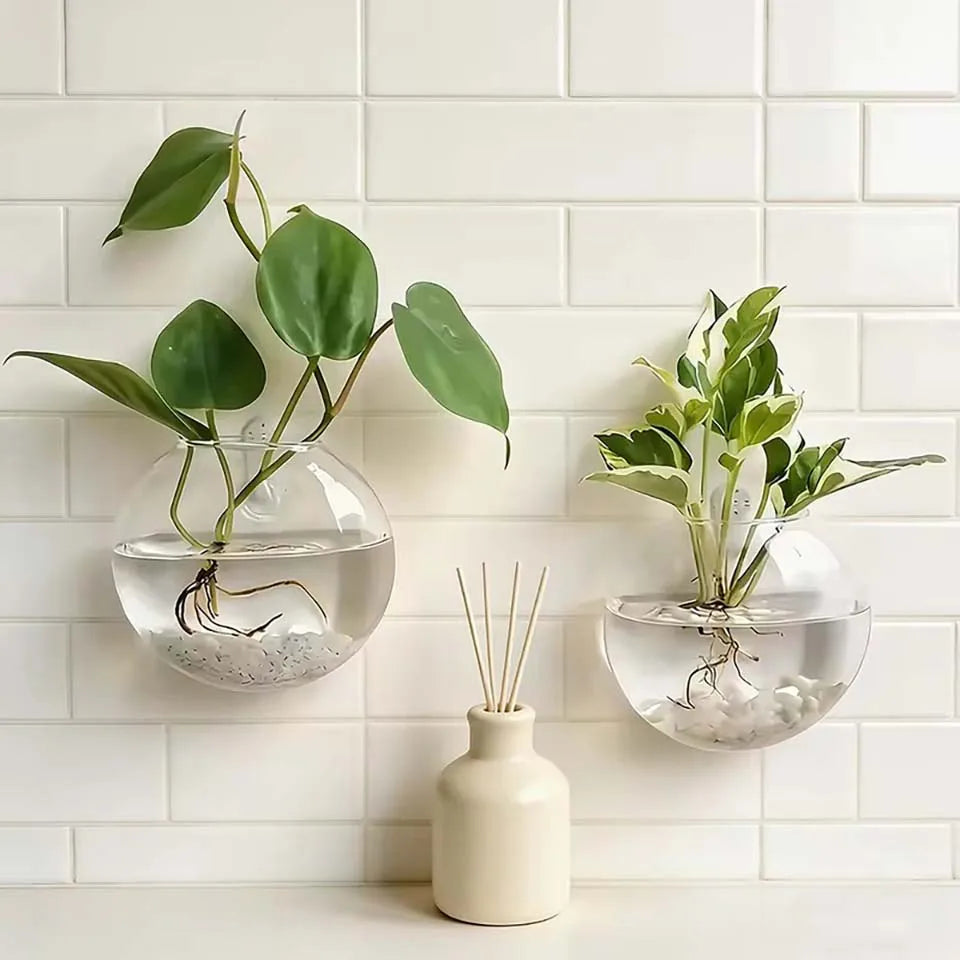 vases murals verre transparent modernes minimaux plante graine sable