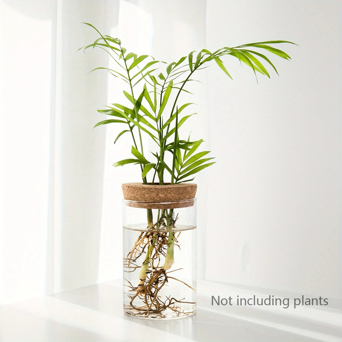 pot plantes transparent moderne plante verte bouchon liège décoration minimaliste