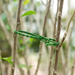 clips support plantes plastique texturé vert pratique 11cm 13cm 17cm 23cm 20pcs 50pcs 100pcs