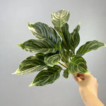 plantes artificielles vertes moderne feuilles tortue decoration maison bureauextérieur hautequalite