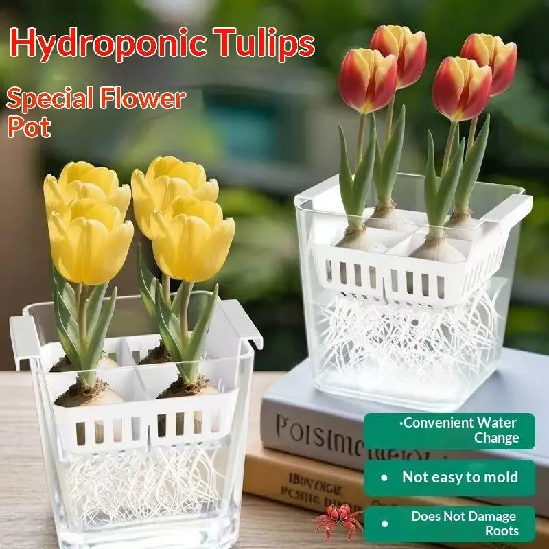 pots fleurs hydroponiques transparents moderne grille trous sans terre intérieur