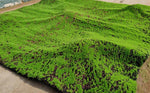 tapis artificiel vert vif texture pelucheuse moderne extérieur festival mariage exposant