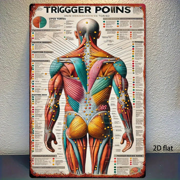 affiche anatomique multicolore muscles humains illustrative durable métal clinique décoration murale informative