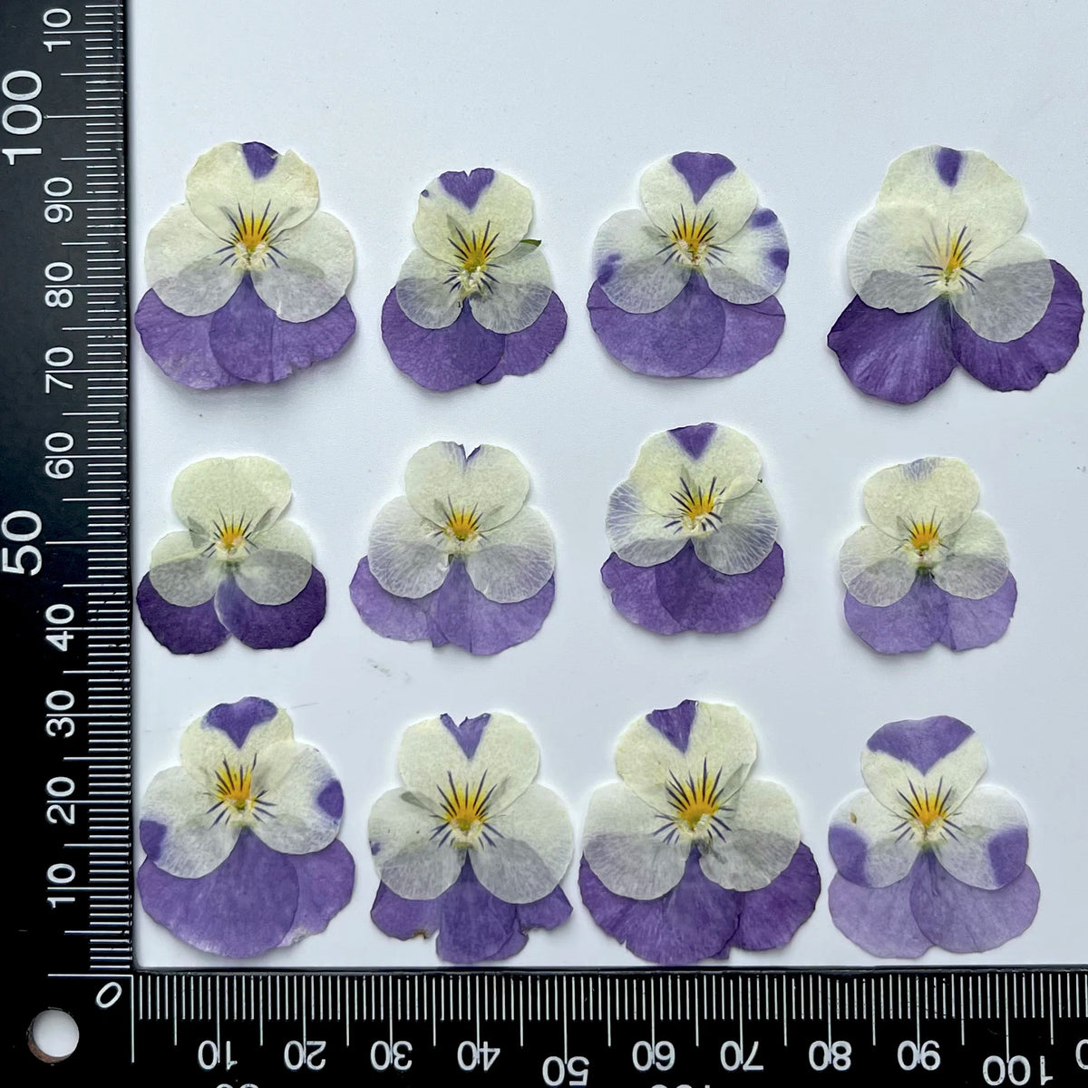 fleurs séchées violettes jaunes décoratives bricolage résine bijoux étui téléphone maquillage pétale simple naturel