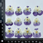 fleurs séchées violettes jaunes décoratives bricolage résine bijoux étui téléphone maquillage pétale simple naturel