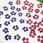 fleurs séchées violet rose blanc décor maison DIY craft nail art maquillage artisanales kit