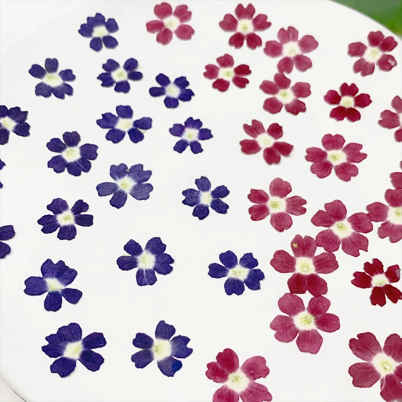 fleurs séchées violet rose blanc décor maison DIY craft nail art maquillage artisanales kit