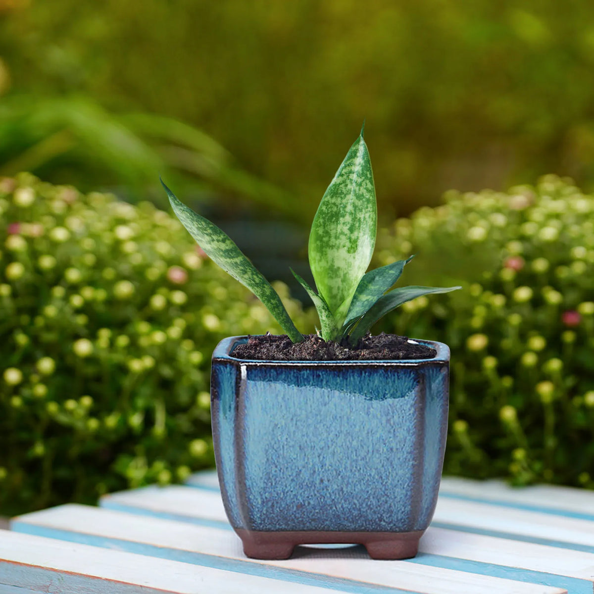 pot fleur céramique bleue moderne plante feuilles vertes mousse verte fleurs blanches texture boisclair