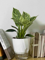 jardinière autoarrosage transparente moderne pot plissé hydroponique plante verte minimaliste