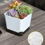 pots plantes succulentes auto arrosage drainage soucoupe transparent moderne minimaliste