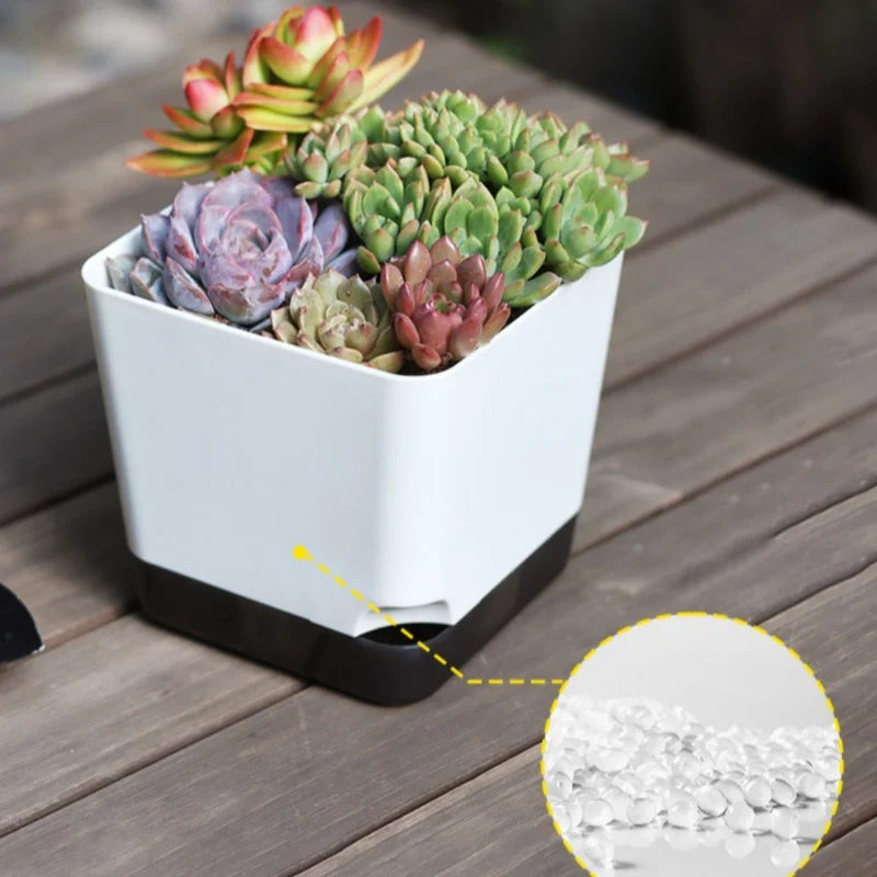 pots plantes succulentes auto arrosage drainage soucoupe transparent moderne minimaliste