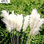décoration boho plante séchée pampa blanche naturelle intérieur anniversaire mariage