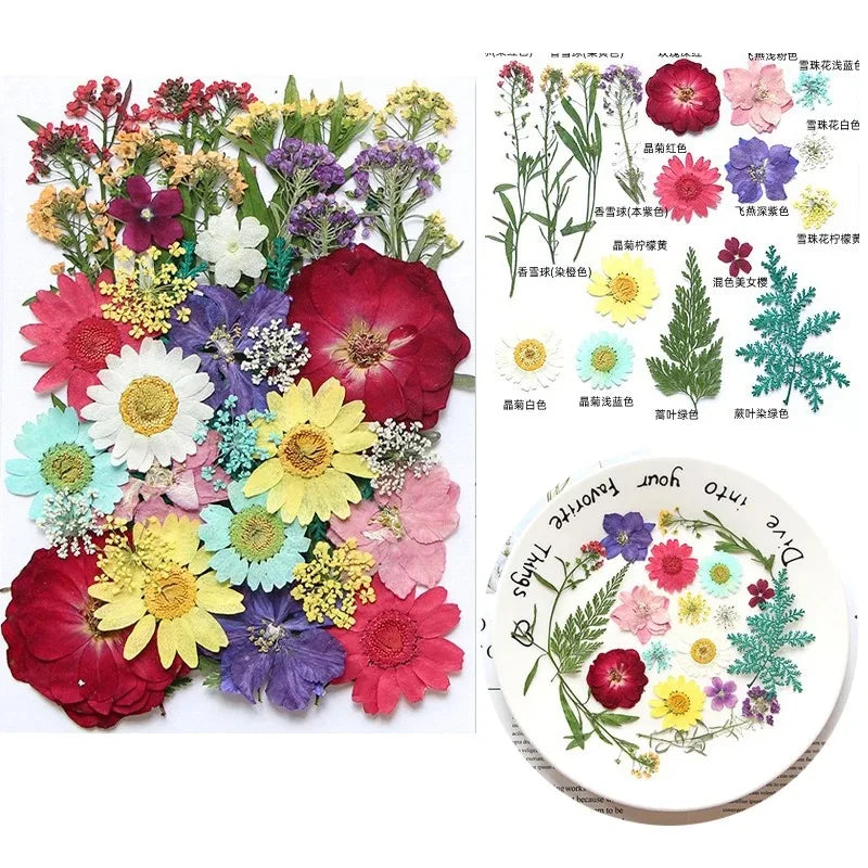 fleurs séchées multicolores variées naturelles scrapbooking décoration maison artisanat DIY