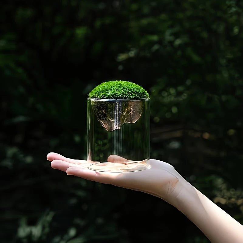 terrarium transparent moderne mousse verte plante terre petite décoration maison hydroponique jardinière