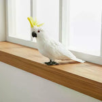 ornement animal perroquet rouge blanc vert jaune bleu rose plumes brillantes pieds extérieur intérieur