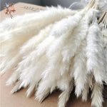 plumes pampas séchées blanches décorations fleurs naturelles rustiques mariage maison intérieur bouquet