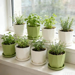 pots fleurs absorption eau succulentes intérieur décoration maison vert blanc moderne