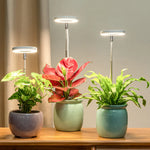 lampe led plante réglable télécommande support flexible hauteur ajustable base détachable modernes minimalistes