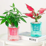 pots fleurs transparents texturés absorption eau automatisée plantes decoratives moderne minimaliste