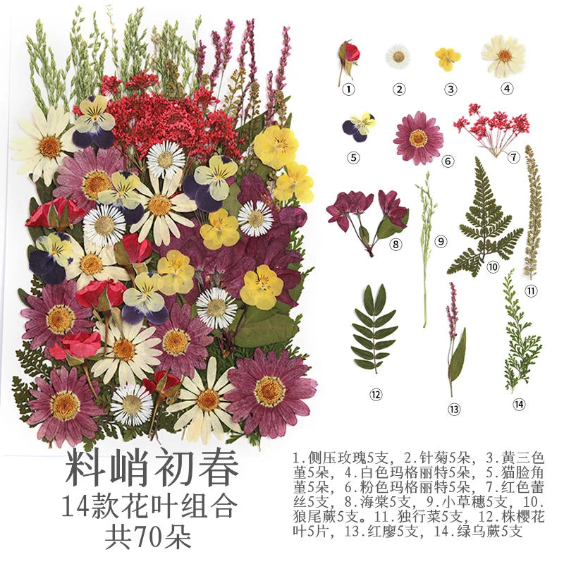 fleurs séchées multicolores naturelles variées feuilles séchées décor maison artisanat enfant autocollants journal