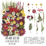 fleurs séchées multicolores naturelles variées feuilles séchées décor maison artisanat enfant autocollants journal
