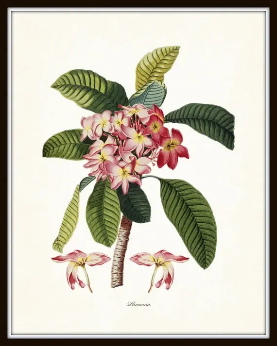 affiche botanique vintage tropicale ananas palmier décoration murale salon toile cadre noir vert