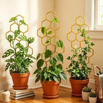 support plante hexagonnel moderne noir doré adhésif jardin intérieur extérieur geometrique