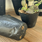 pots fleurs noirs opaques bacs pépinière plastique simples utilitaires plantes 13 10 cm