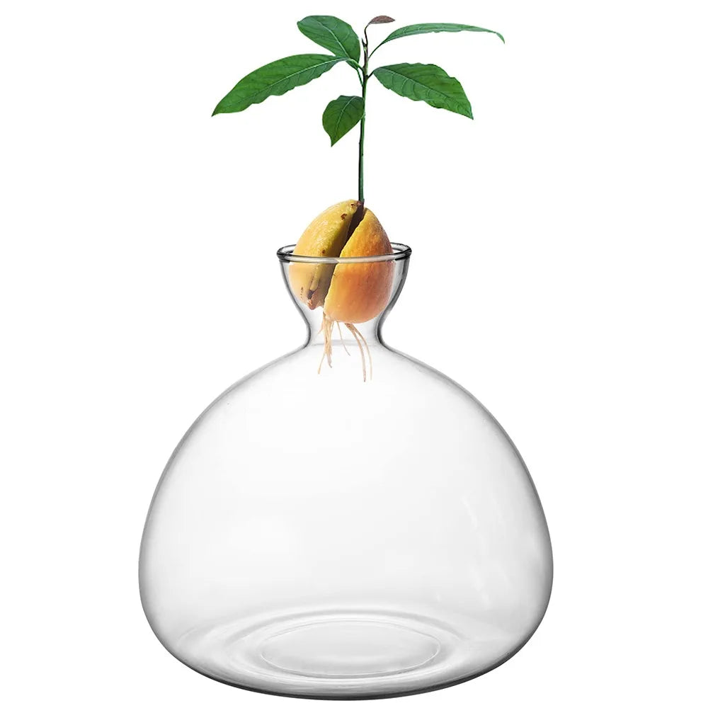 vase transparent moderne verre culture plante eau maison jardinage fixations