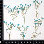 fleurs séchées multicolores petite taille décoration maison anniversaire baby shower naturelle rustique