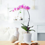 Cache-pot transparent avec orchidée en fleur