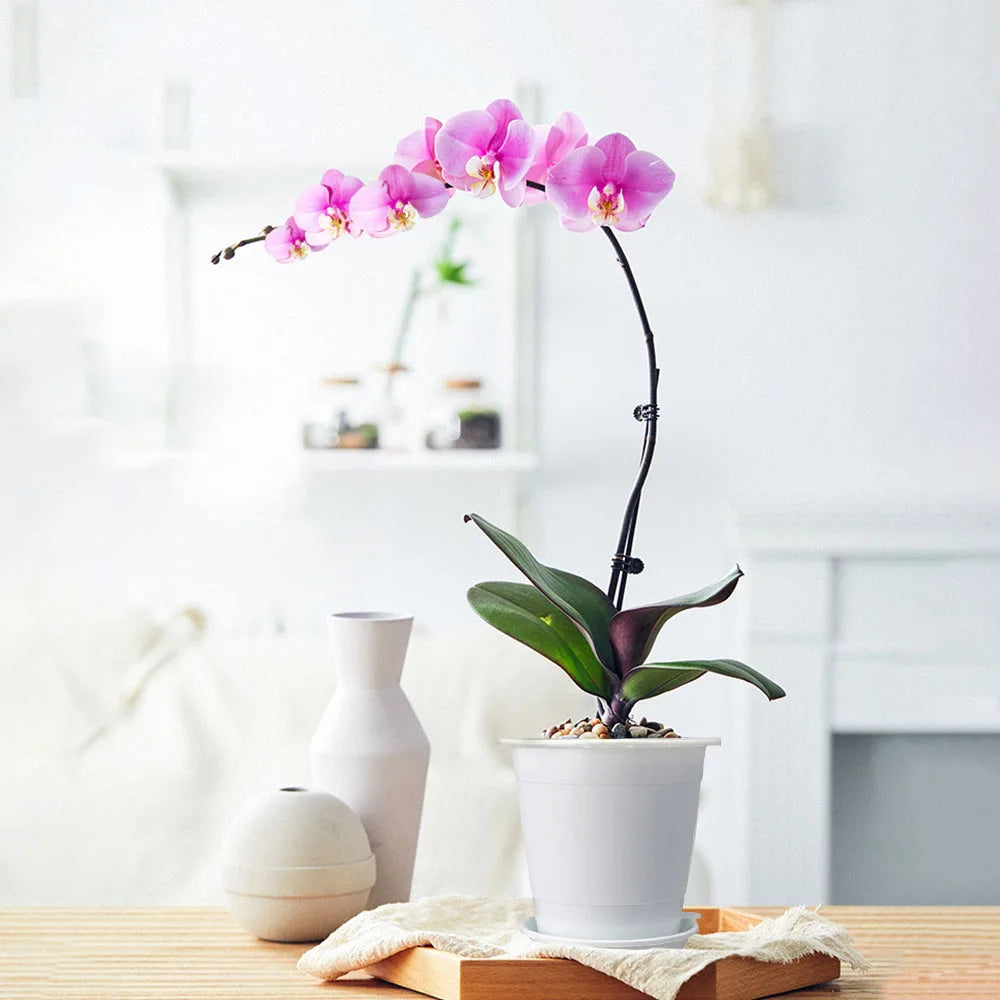 Cache-pot transparent avec orchidée en fleur