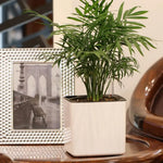 pot plante autoarrosant indicateur eau blanc moderne plantes fleurs herbes légumesintérieurextérieur