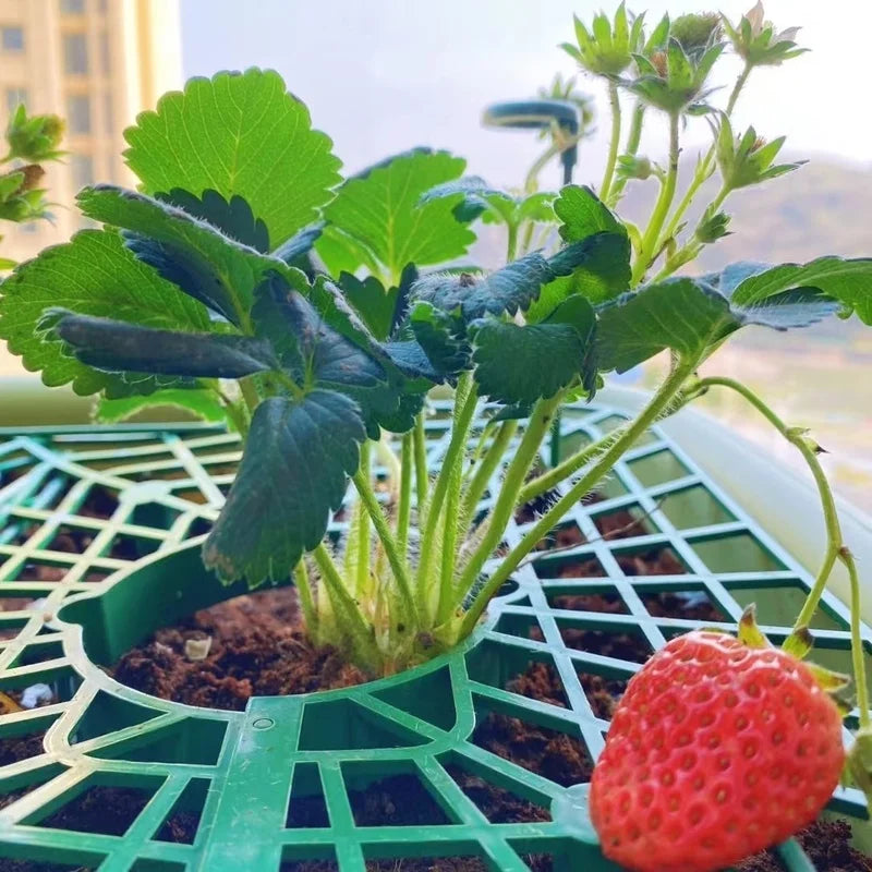 support fraise vert foncé grille pratique robuste balcon jardin anti salissure 20cm 25cm