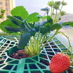 support fraise vert foncé grille pratique robuste balcon jardin anti salissure 20cm 25cm