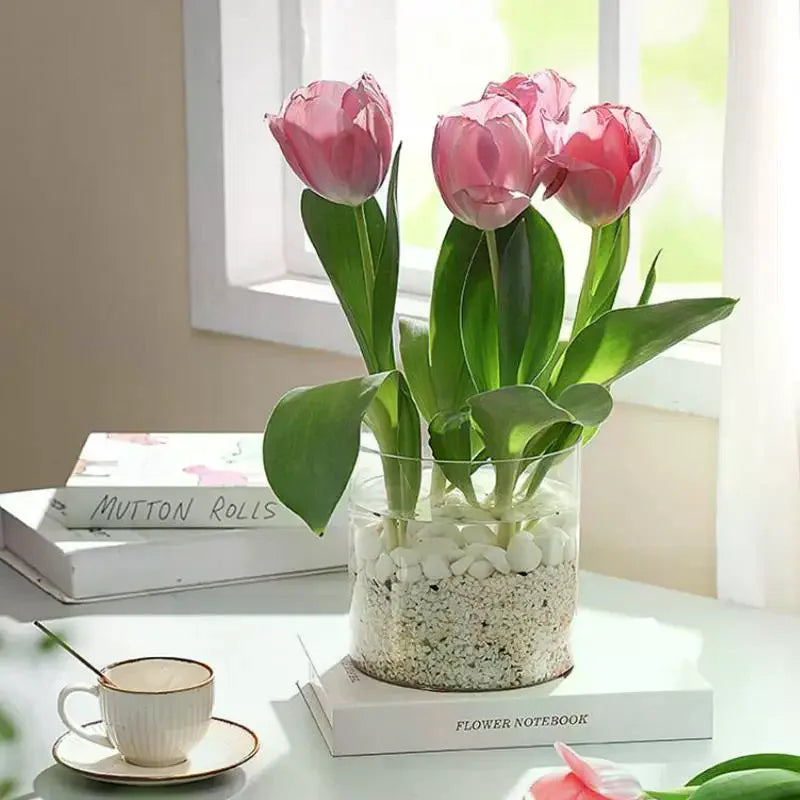 vases carrés transparents modernes graine tulipe plante succulente poisson rouge livres