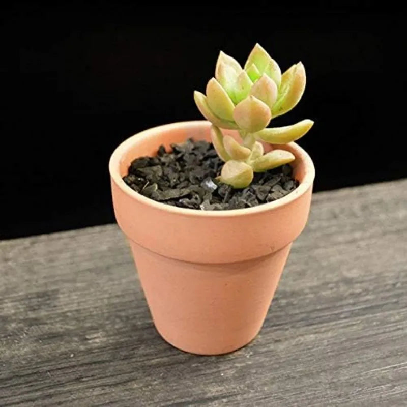 pots terre cuite succulentes plantes cactus drainage artisanal motifs peints