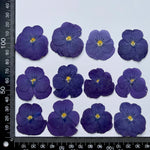 fleurs séchées violettes jaunes décoratives bricolage résine bijoux étui téléphone maquillage pétale simple naturel