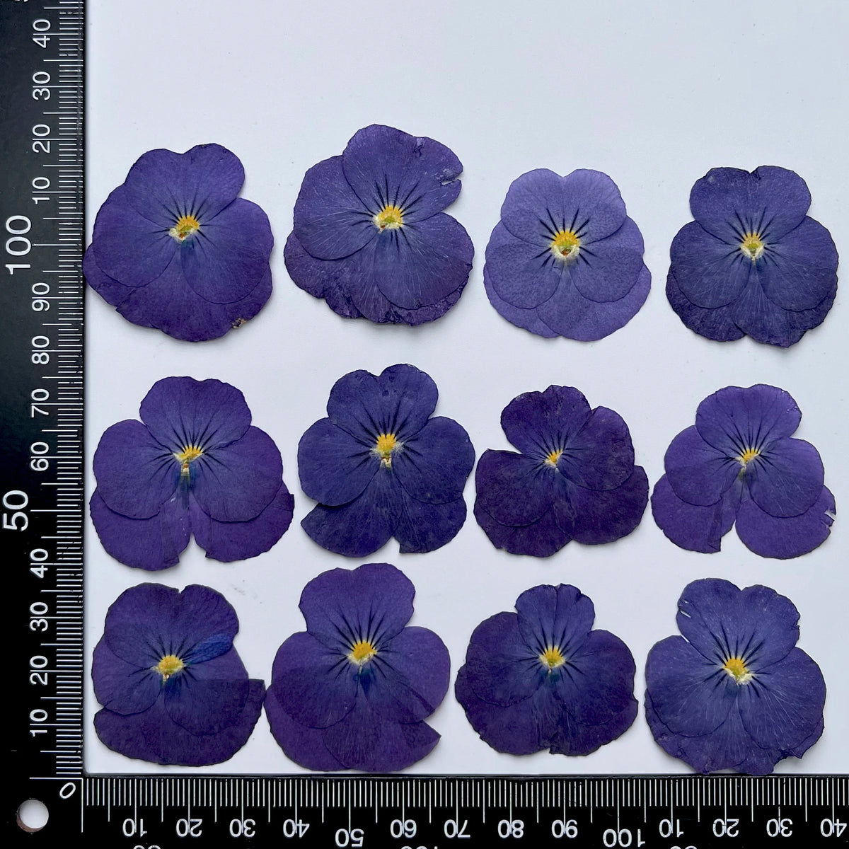 fleurs séchées violettes jaunes décoratives bricolage résine bijoux étui téléphone maquillage pétale simple naturel
