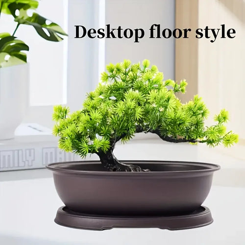 pots fleurs ovales soucoupe drainante bonsaï plante intérieure minimaliste feuilles fines vert clair