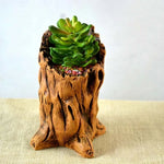 Cache plante forme racine imitation bois marron clair brun foncé texture naturelle rustique plante